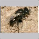 Oxybelus bipunctatus - Fliegenspiesswespe w21d 6mm beim Nestverschluss - Sandgrube Niedringhaussee.jpg